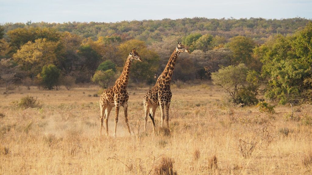 Meru National Park - Exploring Meru County
