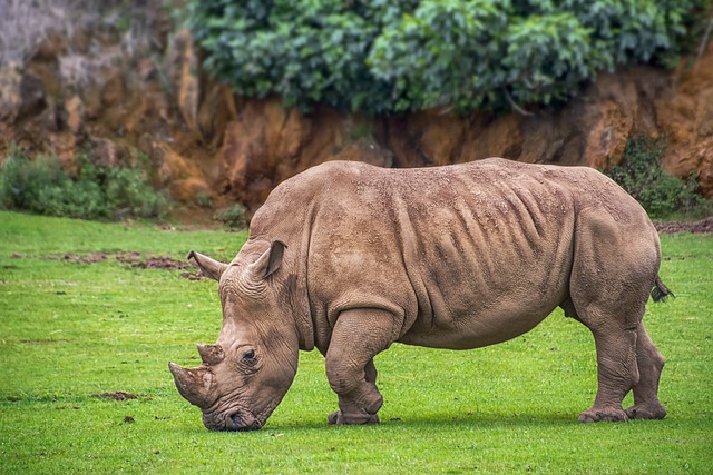 White Rhino at Lewa Wildlife Conservancy - Exploring Meru County